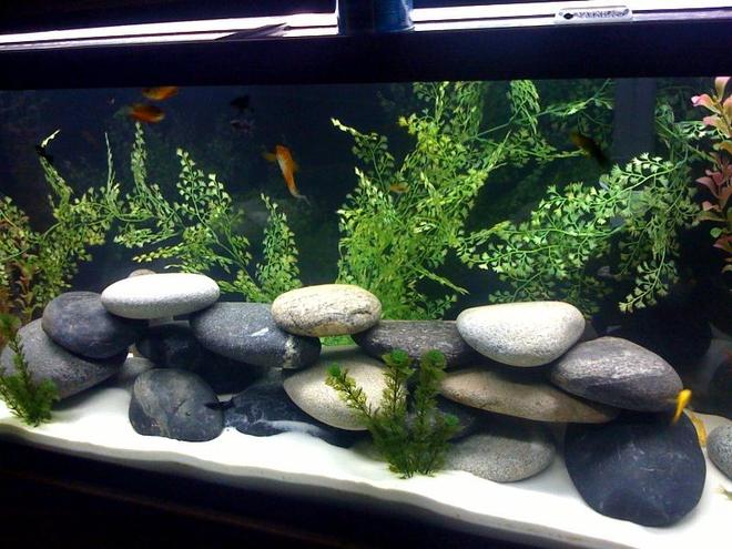 55 gallons freshwater fish tank (mostly fish and non-living decorations) - New Theme, comment away...Switching to Africian cichlids soon.  Gotta get that ph up.  =)
