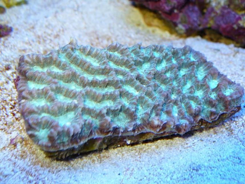 Rated #45: Corals Inverts - Platygyra Sp. - Brain Worm Platygyra Coral Stocking In 90 Gallons Tank - maze coral