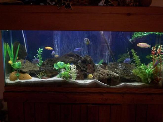 75 gallons freshwater fish tank (mostly fish and non-living decorations) - 70 gallon Cichlid Tank