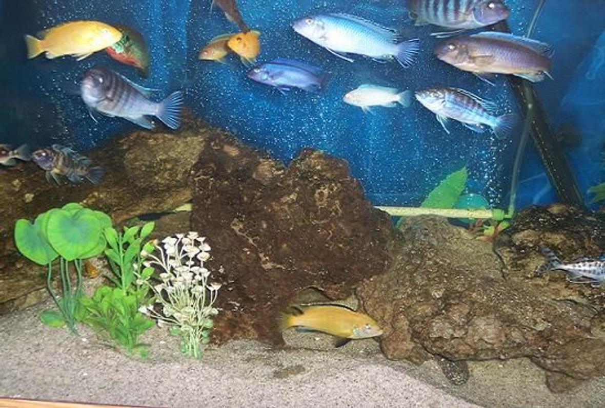 freshwater fish - labidochromis caeruleus - electric yellow cichlid stocking in 75 gallons tank - mixed cichlids