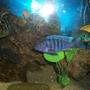freshwater fish - labidochromis caeruleus - electric yellow cichlid stocking in 75 gallons tank - cobalt blue