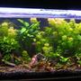 50 gallons planted tank (mostly live plants and fish) - New set-up. 8 weeks old.