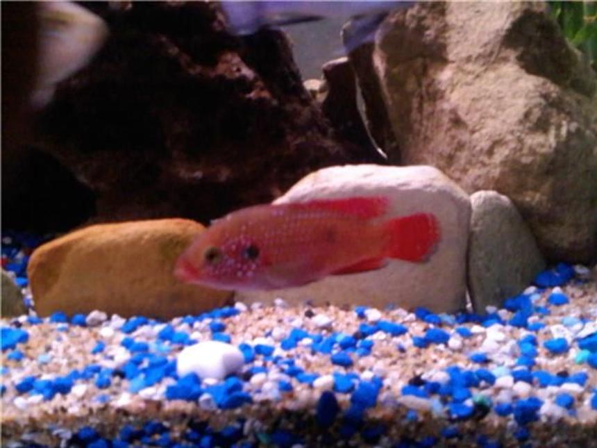 Rated #200: Freshwater Fish - Hemichromis Bimaculatus - Jewel Cichlid Stocking In 85 Gallons Tank - Red Jewel Cichlid