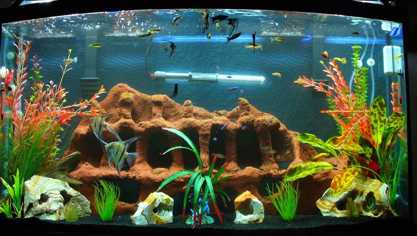 Rated #82: 80 Gallons Freshwater Fish Tank - This is the latest and greatest of the 80 pics. I move things around and added some tall fake plants.