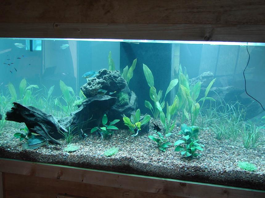 Rated #187: 240 Gallons Planted Tank - The new 240 Completed