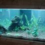 240 gallons planted tank (mostly live plants and fish) - The new 240 Completed