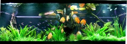 130 gallons planted tank (mostly live plants and fish) - The display tank.