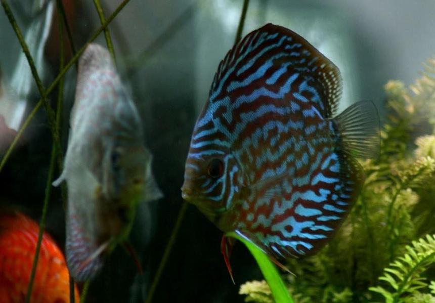 Rated #61: Freshwater Fish - Blue Turquoise Discus Stocking In 130 Gallons Tank - Brillant