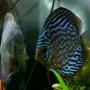 freshwater fish - blue turquoise discus stocking in 130 gallons tank - Brillant