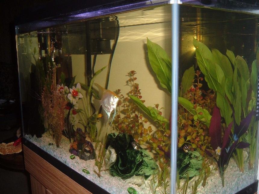 Rated #2057: 29 Gallons Planted Tank - My first tank! :)