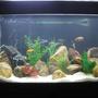 45 gallons freshwater fish tank (mostly fish and non-living decorations) - African Cichlid Tank.