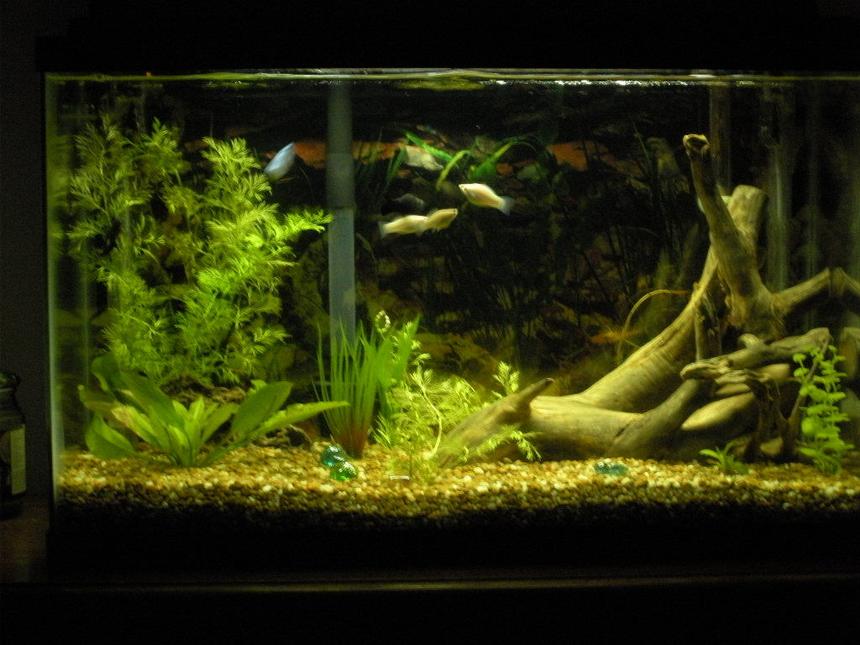 Rated #145: 29 Gallons Planted Tank - 29 gall tank, 6 live plants, 3 fake, drift wood from local creek, & 8 fish.