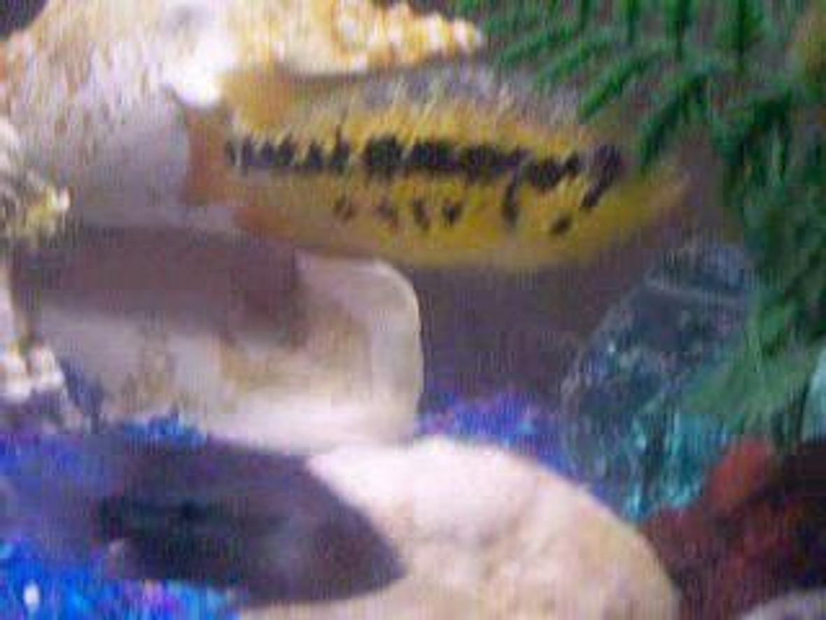 freshwater fish - parachromis managuensis - jaguar cichlid stocking in 100 gallons tank - Jaguar Managuensis in a Fresh water tank with gravel and conk shells. Hanging filter, heater, hiding stones for cichlids, decorative beach stones