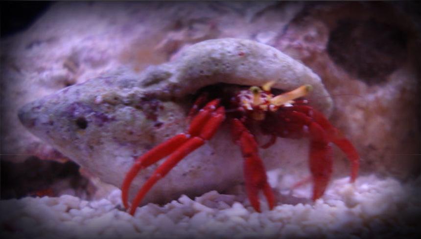 Rated #51: Corals Inverts - Paguristes Cadenati - Scarlet Reef Hermit Crab Stocking In 20 Gallons Tank - My bigger scarlet reef hermit crab.