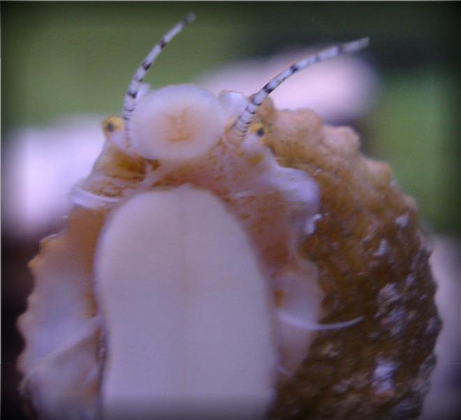 corals inverts - astraea sp. - astraea snail stocking in 20 gallons tank - One of my Astrea Snails.  I like this one, it looks like he's waiving.