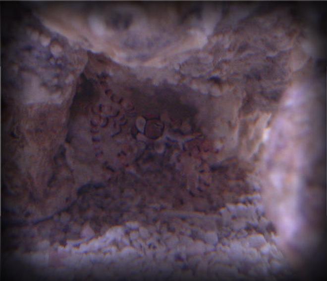 corals inverts - lybia sp. - pom pom crab stocking in 20 gallons tank - My Pom Pom crab, Johnson.