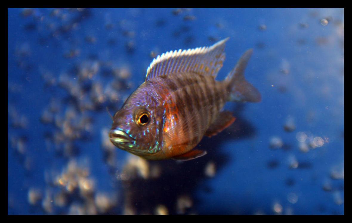 freshwater fish - aulonocara kandeense - blue orchid peacock stocking in 85 gallons tank - Aulonocara kandeense "blue orchid