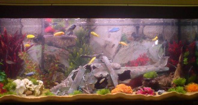 52 gallons freshwater fish tank (mostly fish and non-living decorations) - african chiclid tank with small seperate fry tank at the back containing 2 x blue zebra fry