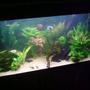 33 gallons planted tank (mostly live plants and fish) - 33 gallon planted