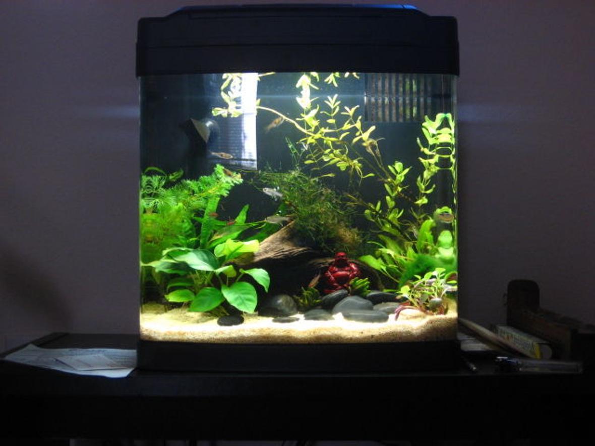 8 gallons freshwater fish tank (mostly fish and non-living decorations) - An older pic. I now use black flourite gravel. This was before I had the blackbeard algae infestation.