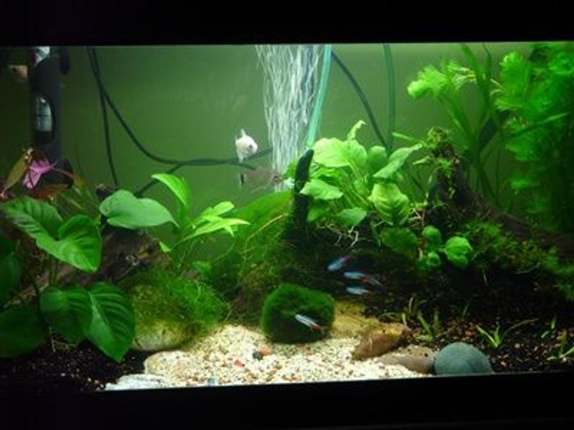 15 gallons planted tank (mostly live plants and fish) - 65x26x35(h) cm Planted Tank 15 W Day-Light 14.000 K