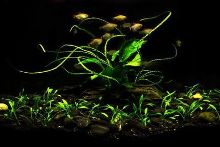 20 gallons planted tank (mostly live plants and fish) - My first fish tank. Set up started 6 months ago. Nothing special, just life plants and 10 tetra red eye fish inside...They look healthy and hungry...oh, and also one bushy nose and no shrimps because I don't have algae at all...That's pretty much everything about this image. I hope you enjoy it! Cheers!