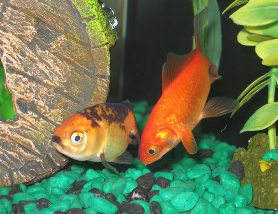 freshwater fish - carassius auratus - fantail goldfish, calico stocking in 17 gallons tank - my common and lionhead in search of food on the tank floor.