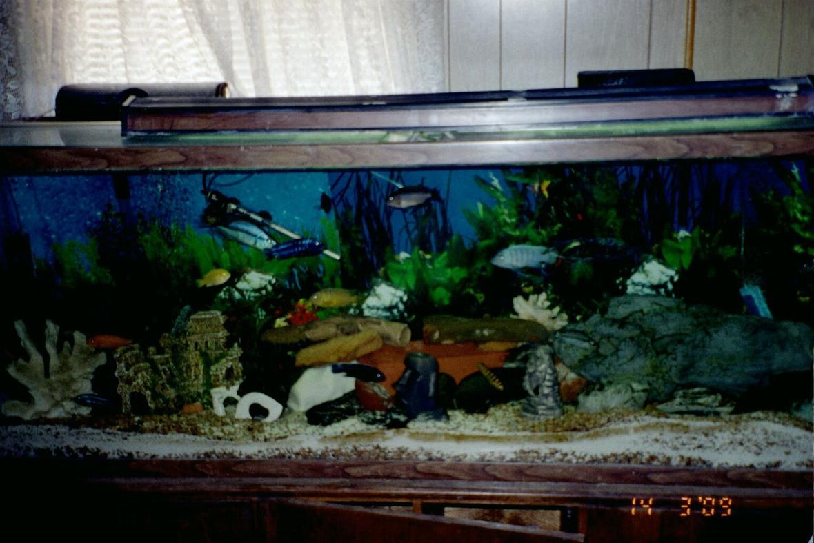 150 gallons freshwater fish tank (mostly fish and non-living decorations) - 150 gal aquarium with mostly Malawi Mbunas
