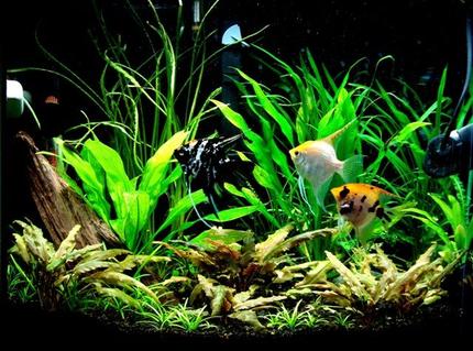 26 gallons planted tank (mostly live plants and fish) - 26g