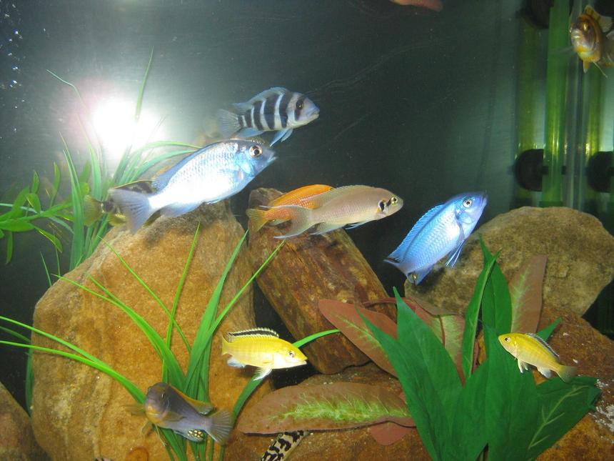 Rated #79: Freshwater Fish - Cyrtocara Moorii - Blue Dolphin Cichlid Stocking In 45 Gallons Tank - Some of the fish