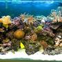 fish tank picture - reef