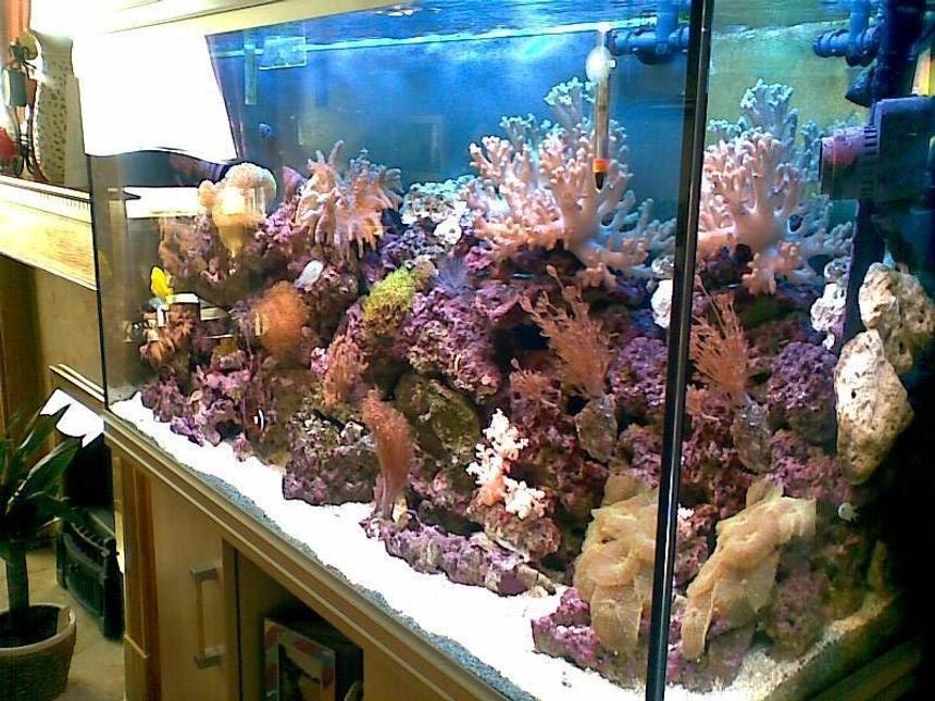 Rated #22: 60 Gallons Reef Tank - reef