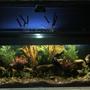 100 gallons freshwater fish tank (mostly fish and non-living decorations) - 1.5 m outdoor archer tank