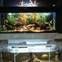 fish tank picture - 1.5m archer tank upstairs 1.5m x 80cm(w) x 60cm(hight) downstairs for oscars and pangasius