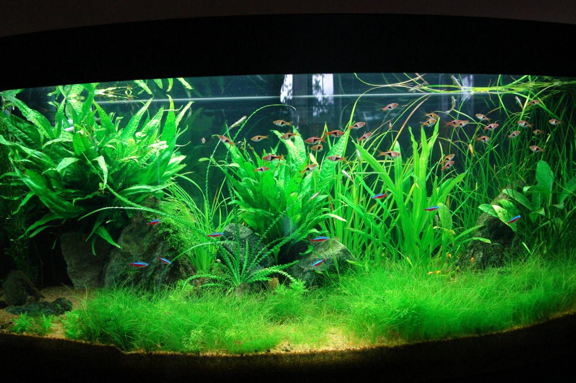 64 gallons planted tank (mostly live plants and fish) - planted tank
