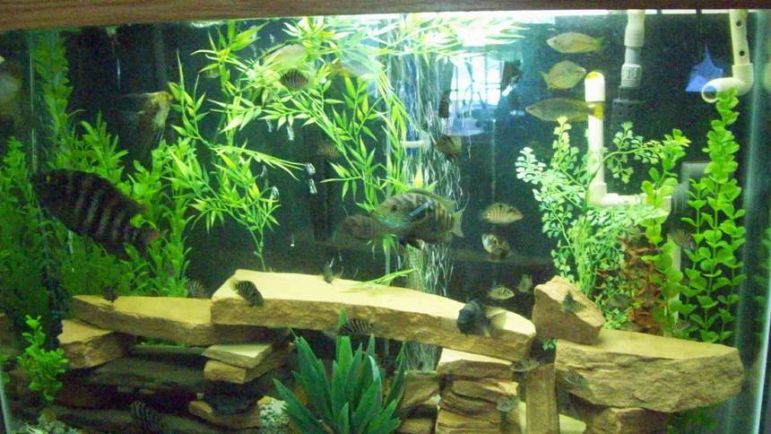 Rated #223: Freshwater Fish - Archocentrus Nigrofasciatus - Black Convict Cichlid Stocking In 45 Gallons Tank - 45gal tall, sandstone rock structure, crushed granite substrate($10 for 80 pounds at landscape supply), Undergravel jets for good water movement. Way too many fish in tank, overrun w/baby Convicts! I have a massive amount of filtration so my PH, Ammonia levels etc. are always good. If anybody can tell me what the big fish at the left side of the tank is, i'd really like any opinions!