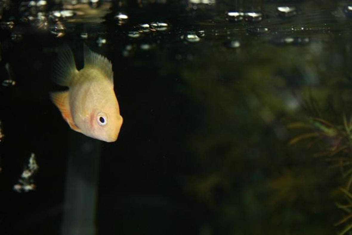 freshwater fish - heros serverus - gold severum stocking in 26 gallons tank - Gold Severum