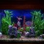 110 gallons freshwater fish tank (mostly fish and non-living decorations) - Our 110 Gallon Freshwater Tank.