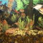 freshwater fish - rasbora heteromorpha - harlequin rasbora stocking in 29 gallons tank - more fish