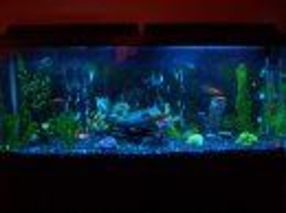 55 gallons freshwater fish tank (mostly fish and non-living decorations) - Fresh water, multiple fish types, artificial decorations