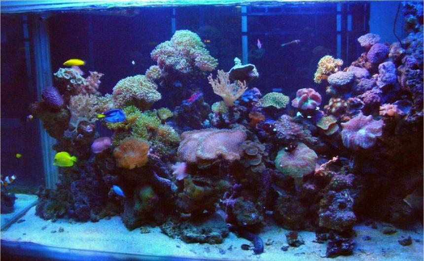 Rated #34: 250 Gallons Reef Tank - Marine reef Display