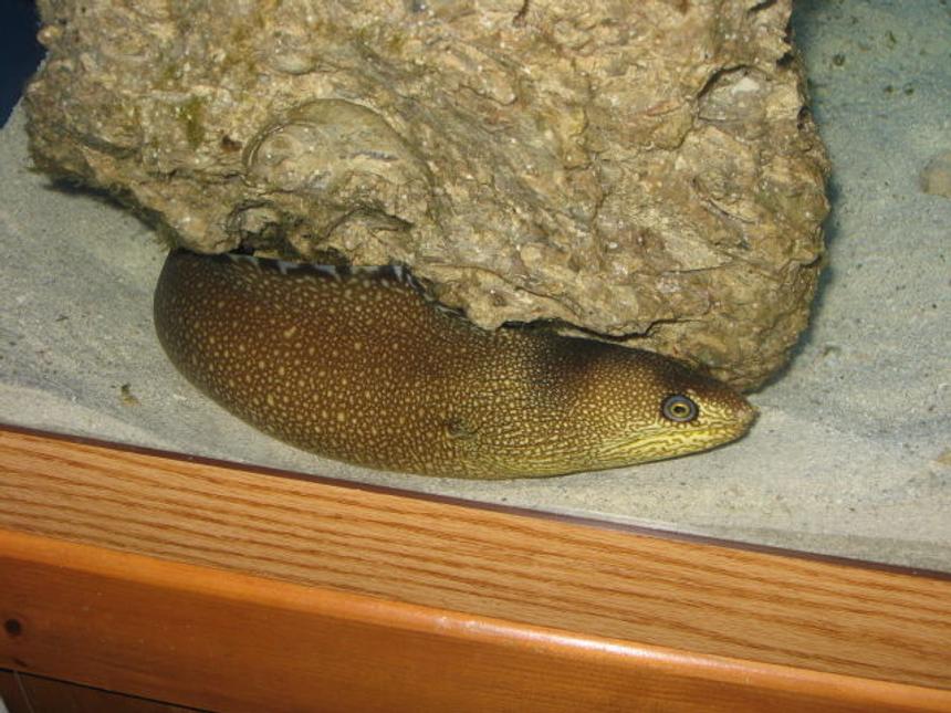 Rated #39: Saltwater Fish - Gymnothorax Funebris - Green Moray Eel Stocking In 75 Gallons Tank - My new eel