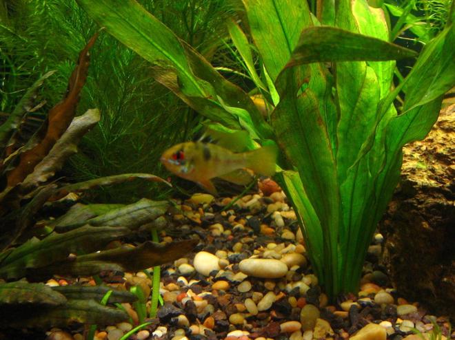 freshwater fish - papiliochromis ramirezi - german blue ram stocking in 40 gallons tank - Male German Blue Ram