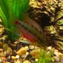 freshwater fish - apistogramma hongsloi - redstripe dwarf cichlid stocking in 40 gallons tank - Apistogramma Hongsloi at full mast