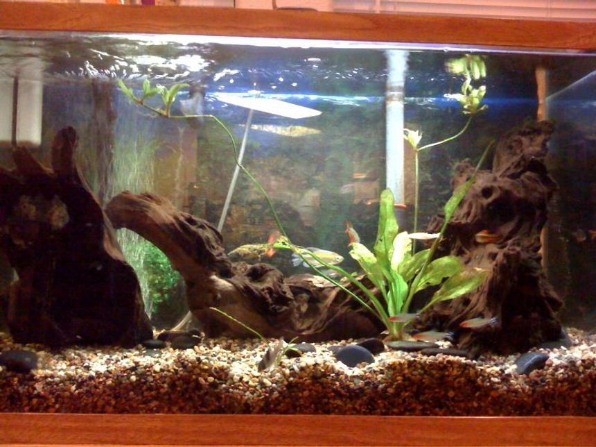 Rated #2402: 29 Gallons Freshwater Fish Tank - my tank