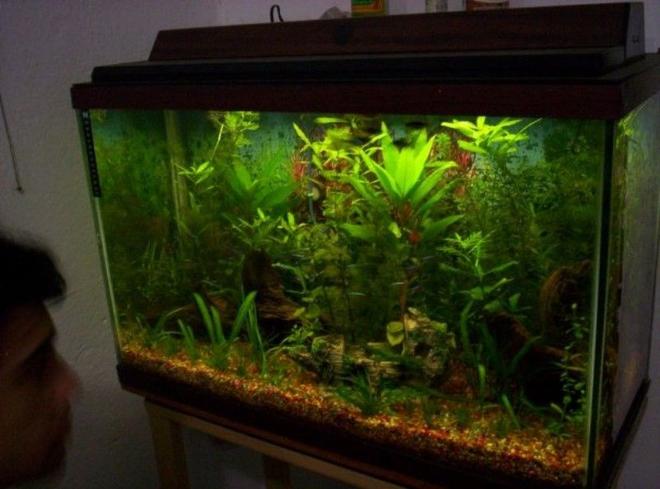 35 gallons planted tank (mostly live plants and fish) - My tank mostly have aquatic plants wich is my main passion and complement it with tropical south american fishes.