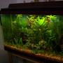 35 gallons planted tank (mostly live plants and fish) - My tank mostly have aquatic plants wich is my main passion and complement it with tropical south american fishes.
