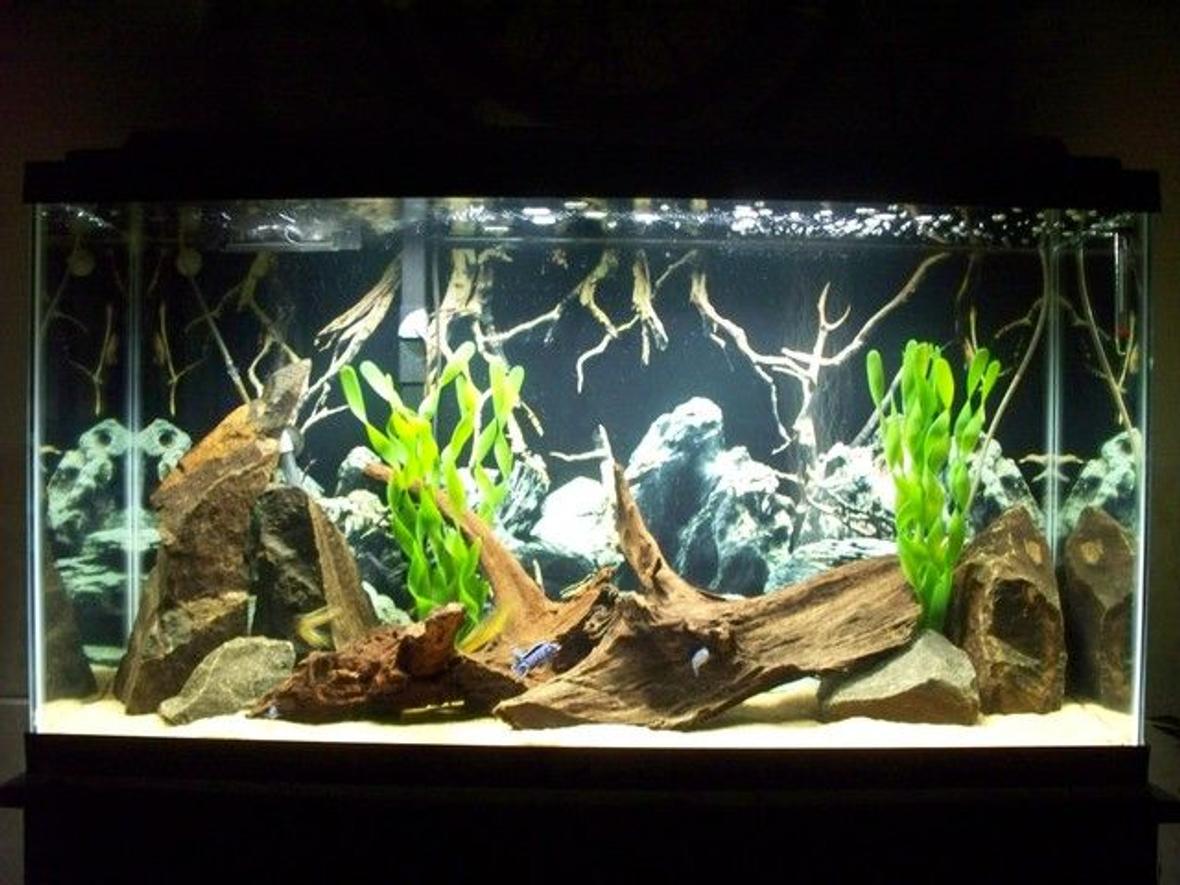 freshwater fish tank (mostly fish and non-living decorations) - My 38 gal. tank with Demasoni cichlids, Bumblebee krabro cichlids, and Red Zebra cichlids. Basalt rocks, real driftwood and fake plants. Silica sand substrate, sponge filter and penguin bio wheel filtration.