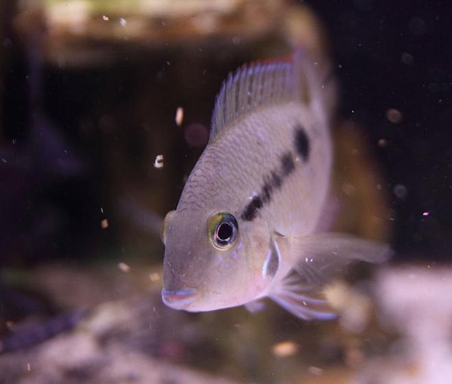 freshwater fish - thorichthys meeki - firemouth cichlid stocking in 45 gallons tank - Firemouth Cichlid, just chillin'