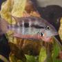 freshwater fish - thorichthys meeki - firemouth cichlid stocking in 45 gallons tank - Firemouth agressing my Jack Dempsey